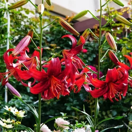 Rare Tiger Lily Bulbs - View 9