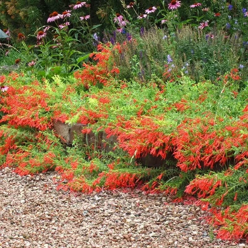 Epilobium garrettii Rainbow Burst Orange Glow Flower Seeds - View 10
