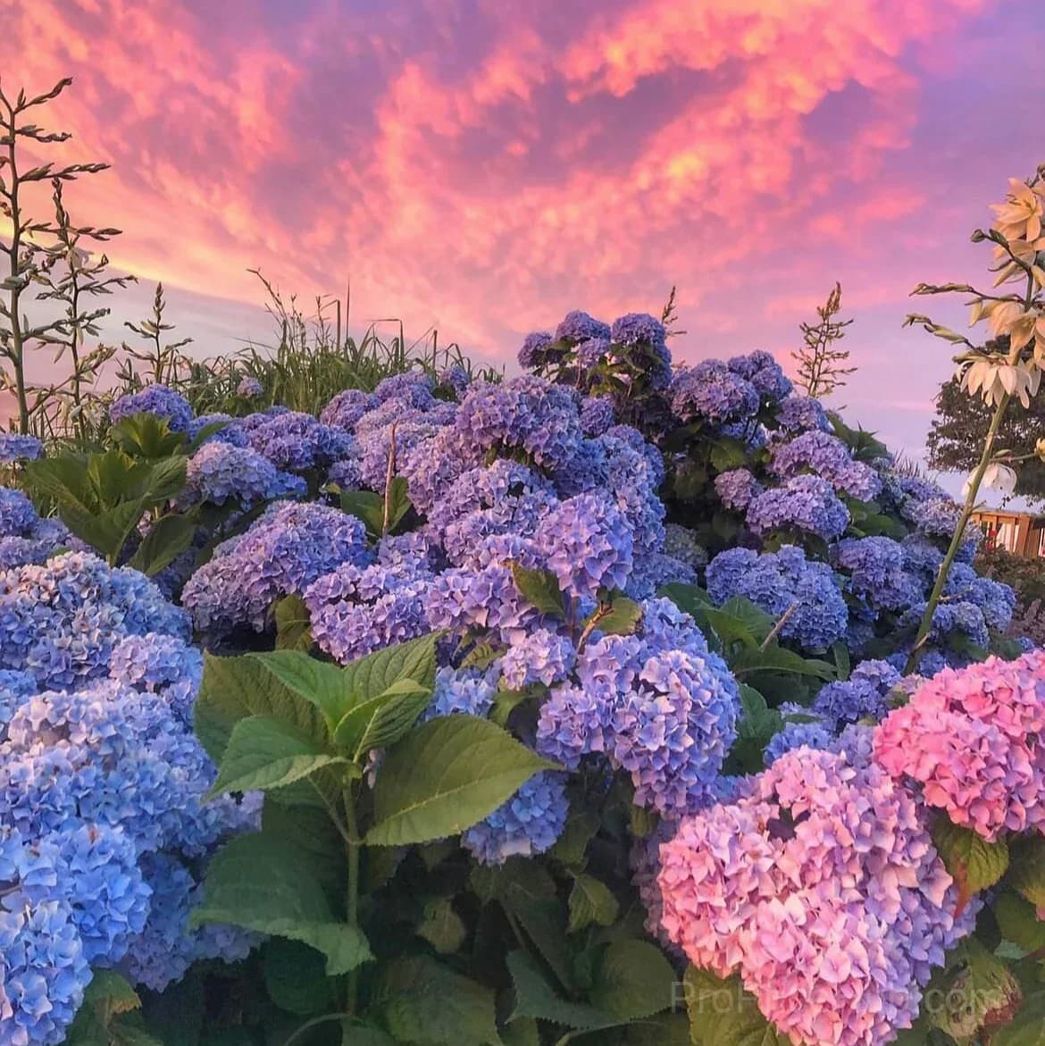 Oakleaf Hydrangea Seeds - Four Seasons of Changing Beauty - View 9