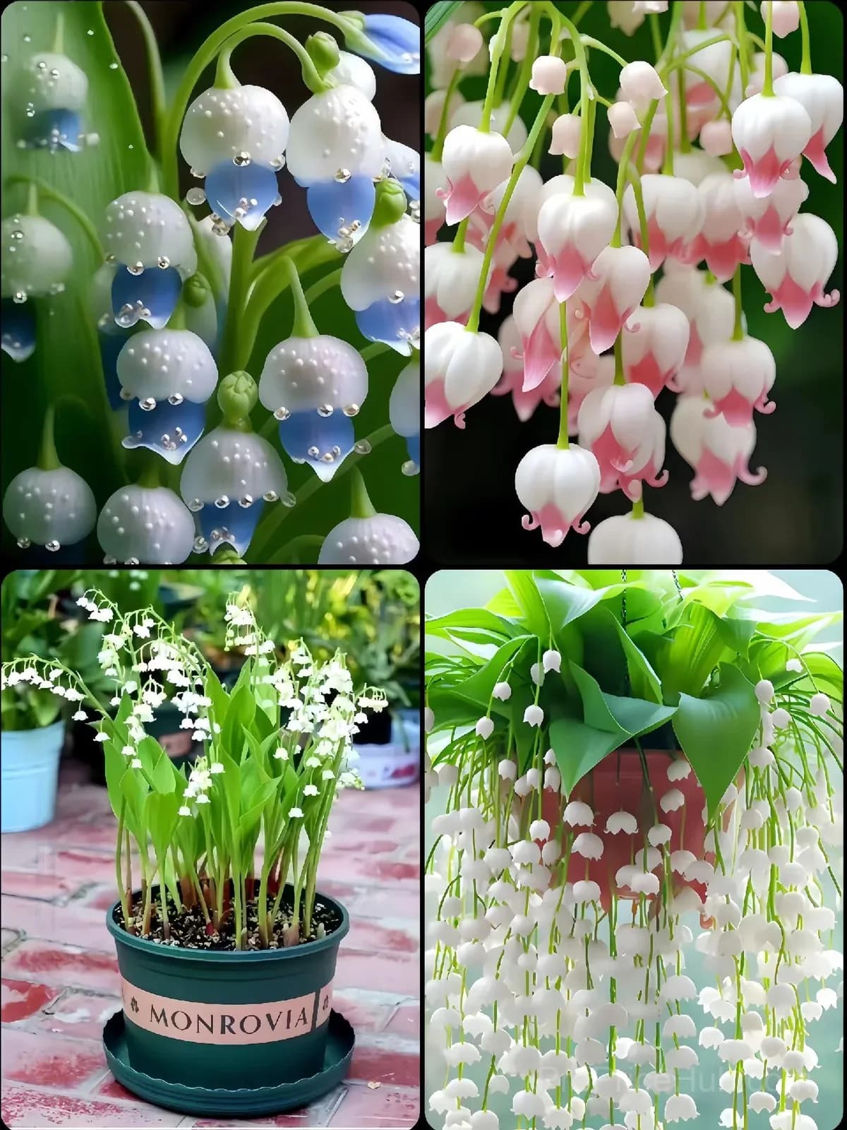 Hanging Lily of the Valley Bulbs – Perennial Flowering Plant - View 8