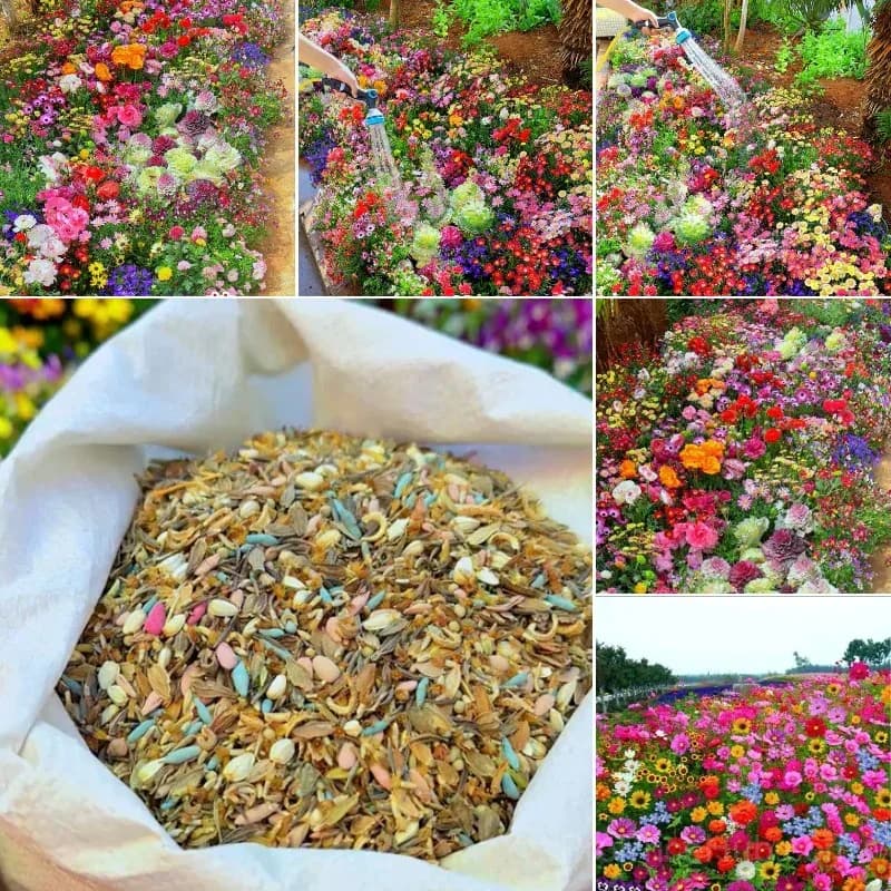 All-Season Mixed Perennial Flower Seeds – 90+ Varieties for Continuous Blooms - Main