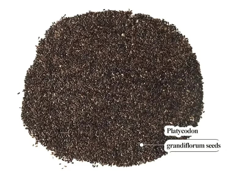 Eustoma Thornless Rose Lisianthus Seeds - 7 Day Germination - View 44