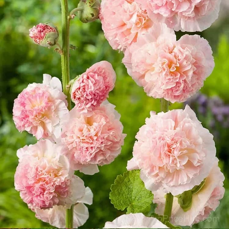 Rare Double Hollyhock Seeds - View 9