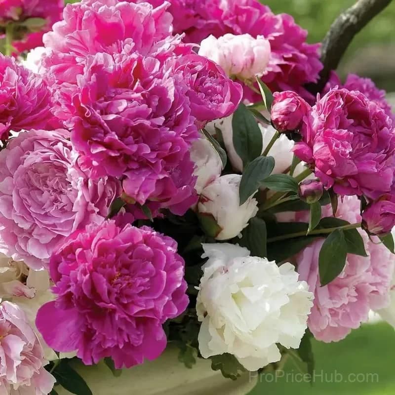 Double Petaled Piani Queen of Flowers Seeds - View 23