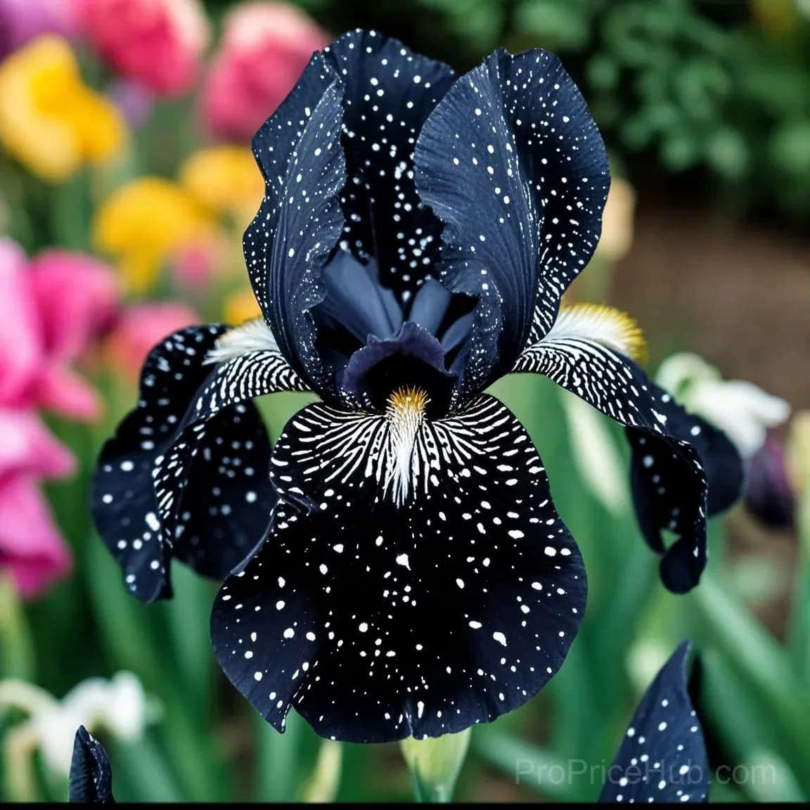 Signature Tall Bearded Iris – Premium Garden Bulbs - View 42