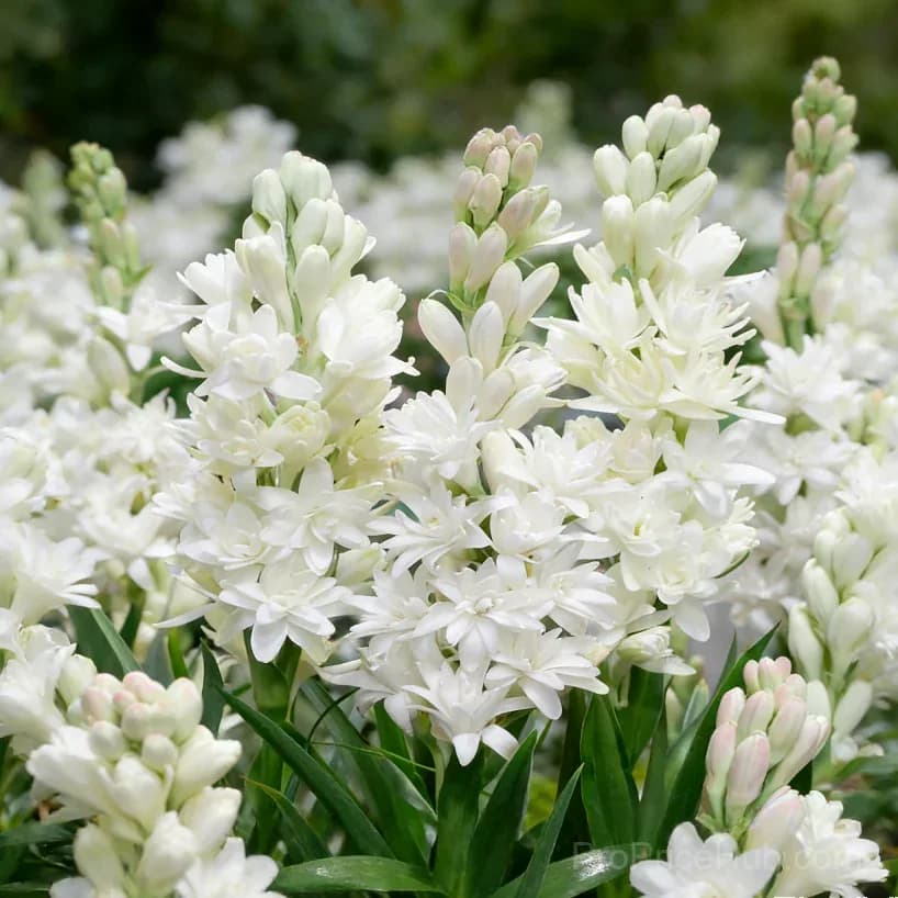 Double Perfume Tuberose Bulbs - Moon Garden Flower - View 14