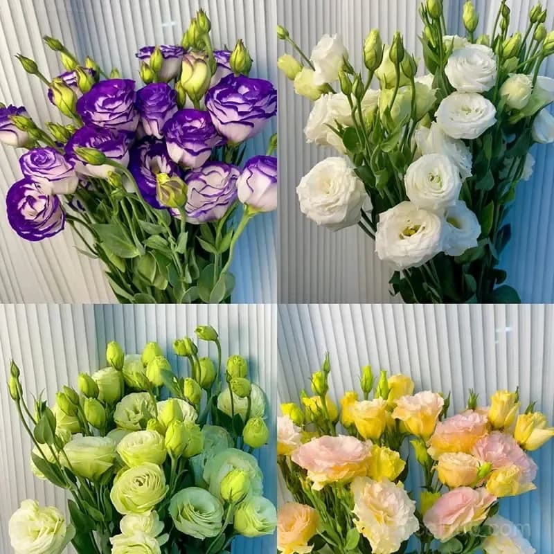 Eustoma Thornless Rose Lisianthus Seeds - 7 Day Germination - View 19