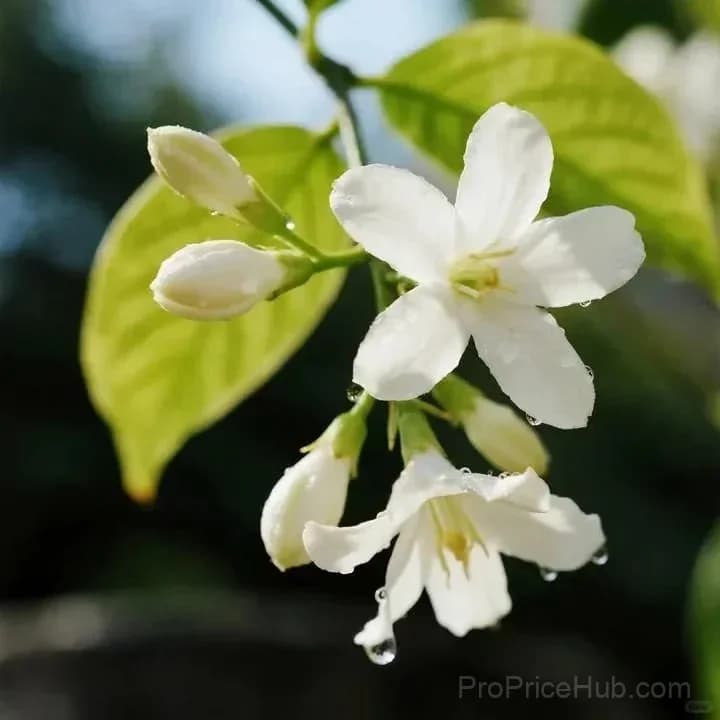 Double Jasmine Seeds – Double-Flowered Variety for Garden - View 19