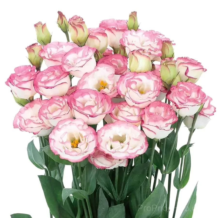 Eustoma Thornless Rose Lisianthus Seeds - 7 Day Germination - View 29