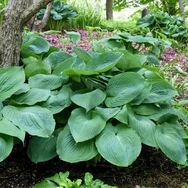 Premium Hosta Seeds for Lush Shade Gardens - View 12