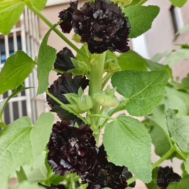 Rare Double Hollyhock Seeds - View 10