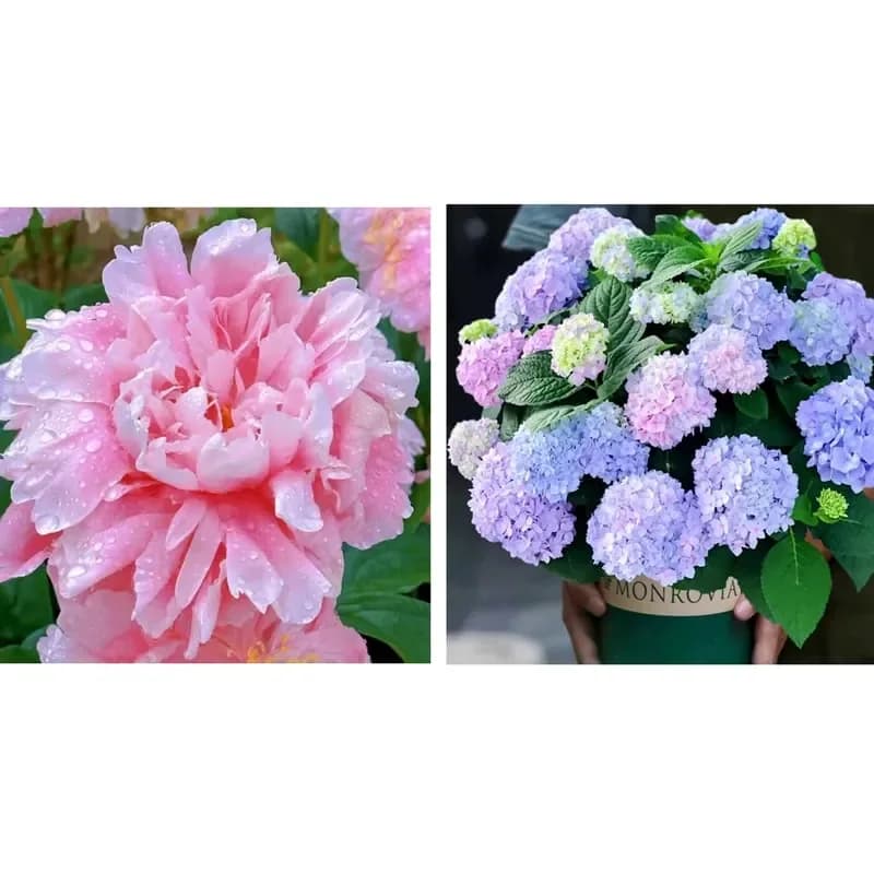 Double Petaled Piani Queen of Flowers Seeds - View 16