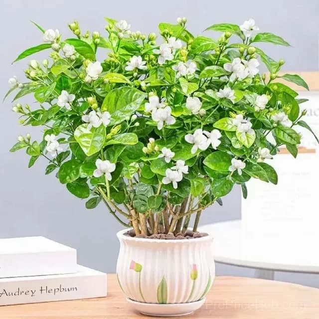 Double Jasmine Seeds for Planting - Main