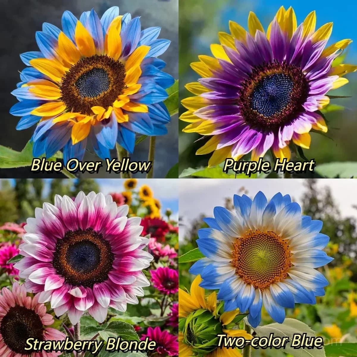Midnight Blaze Sunflower Seeds - View 10