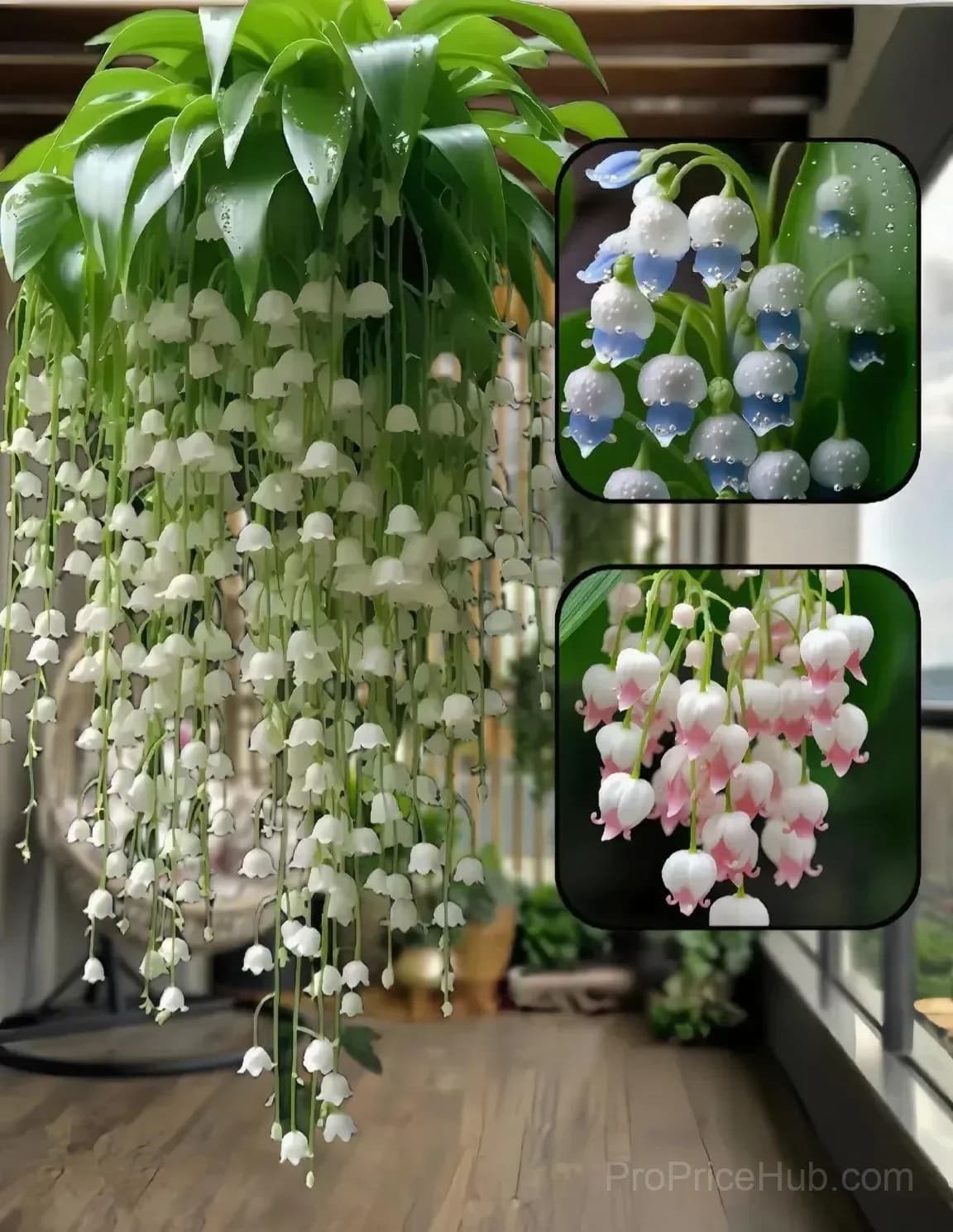Hanging Lily of the Valley Bulbs – Perennial Flowering Plant - View 9