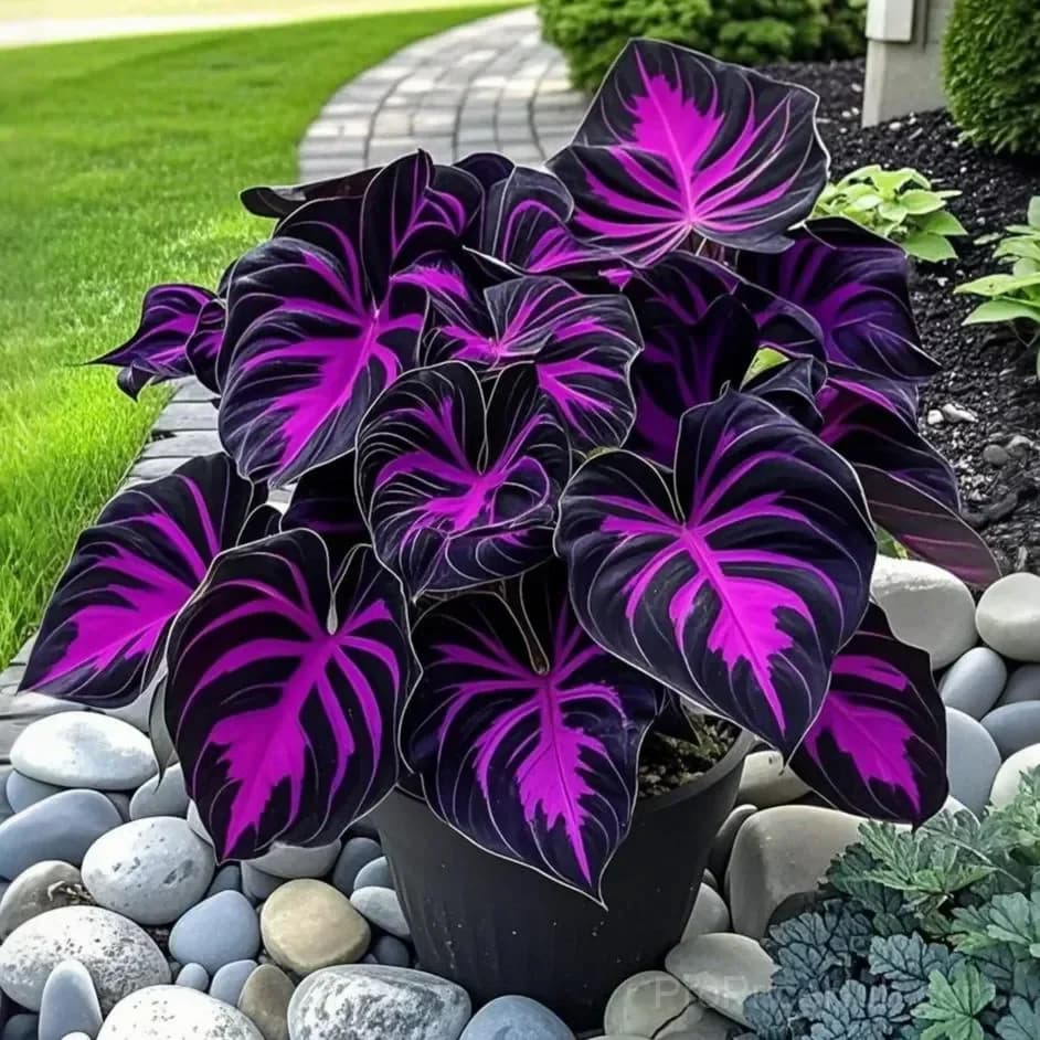 Twilight Potted Alocasia Bulbs - Indoor Plant Bulbs for Growing - Main