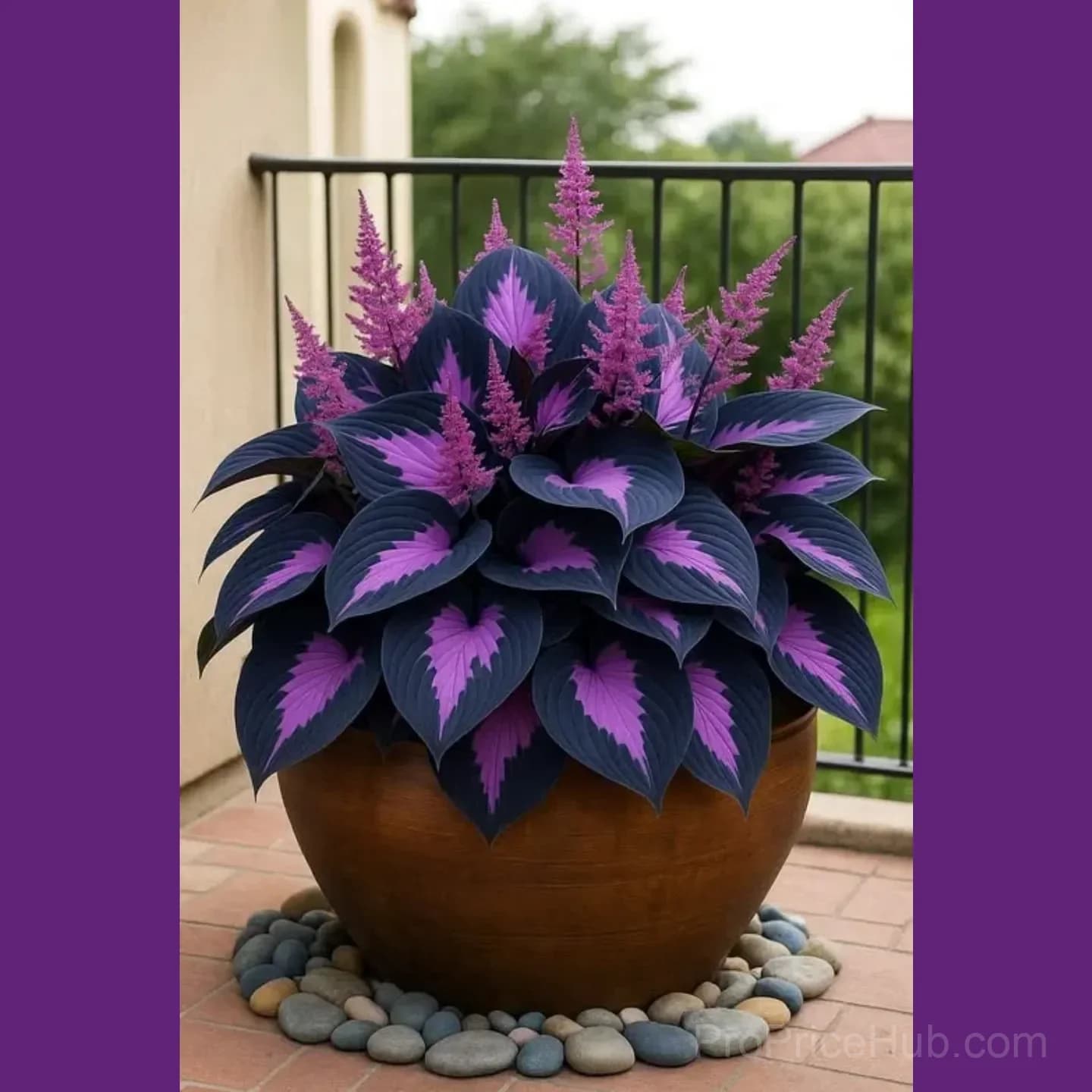 Premium Hosta Seeds for Lush Shade Gardens - View 5