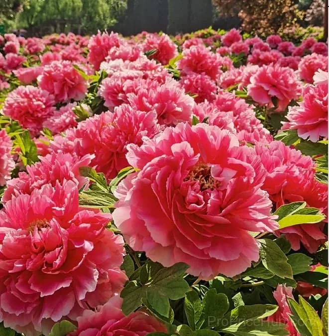 Multicolor Peony Seeds - Main