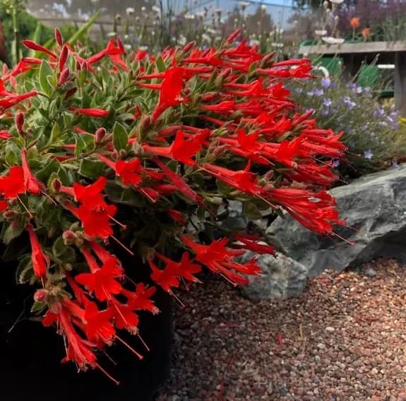 Epilobium garrettii Rainbow Burst Orange Glow Flower Seeds - View 13