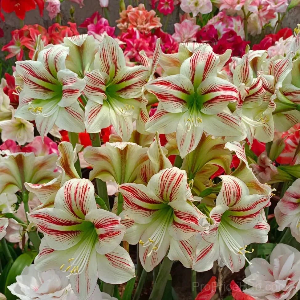 Double-Flowered Amaryllis Bulbs for Garden Planting - View 15