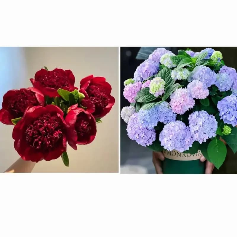 Double Petaled Piani Queen of Flowers Seeds - View 17