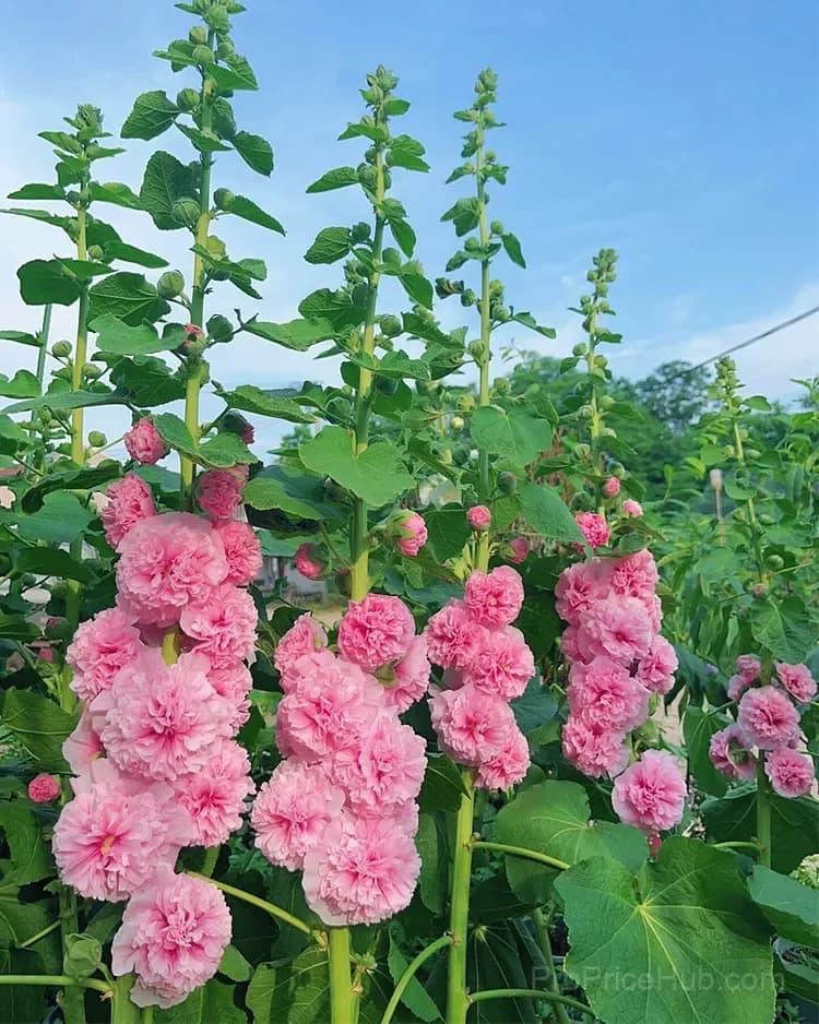 Rare Double Hollyhock Seeds - View 13