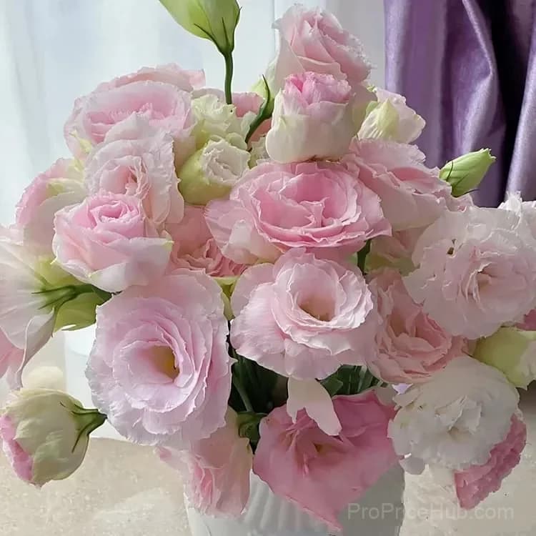 Eustoma Thornless Rose Lisianthus Seeds - 7 Day Germination - View 43