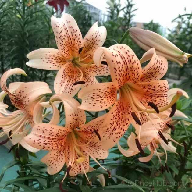 Rare Tiger Lily Bulbs - View 10