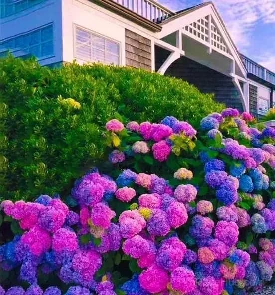 Mix Hydrangea Seeds, Perennial, 200 Seeds - Alt
