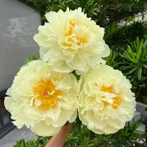 Double Petaled Piani Queen of Flowers Seeds - View 4