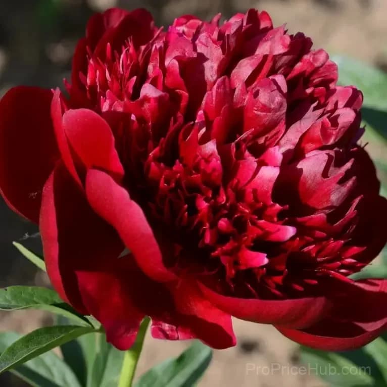 Double Petaled Piani Queen of Flowers Seeds - View 5