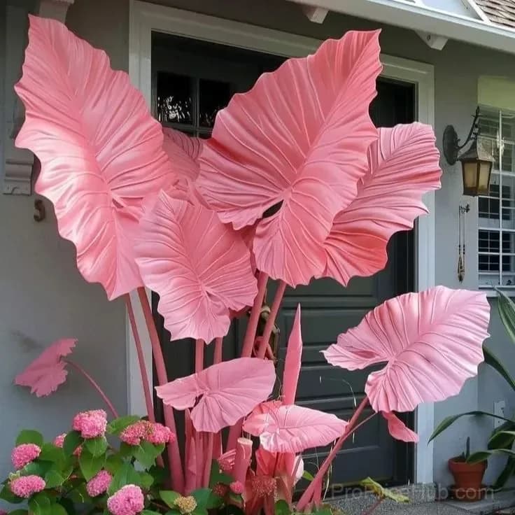 Giant Alocasia Bulbs – Tropical Houseplant Bulbs - View 5