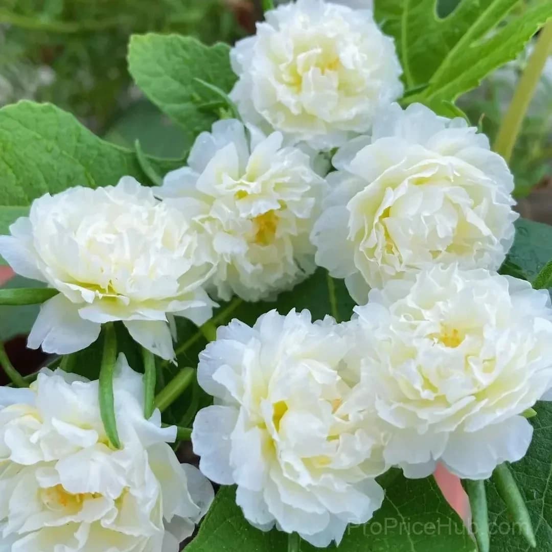 5000+ Four Season Mixed Moss Rose Seeds - View 10