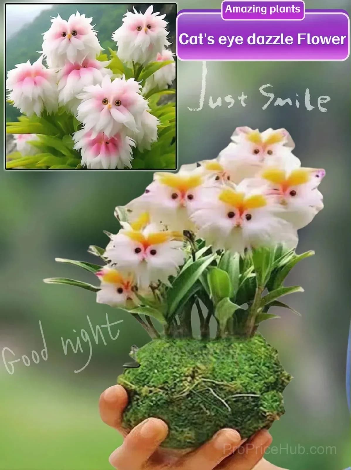 Dazzling Cat's Eye Seeds - View 4