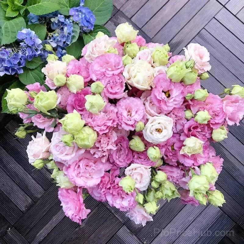 Eustoma Thornless Rose Lisianthus Seeds - 7 Day Germination - View 30