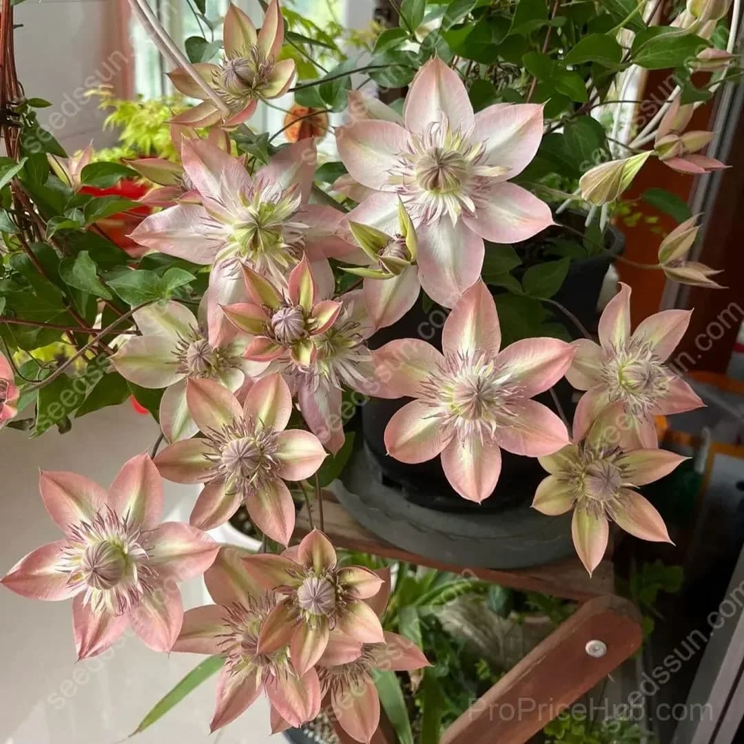 Clematis Flower Seeds - View 6