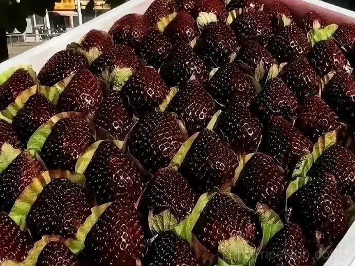 Giant Black Diamond Strawberry Seeds – Sweet & Easy to Grow - View 4