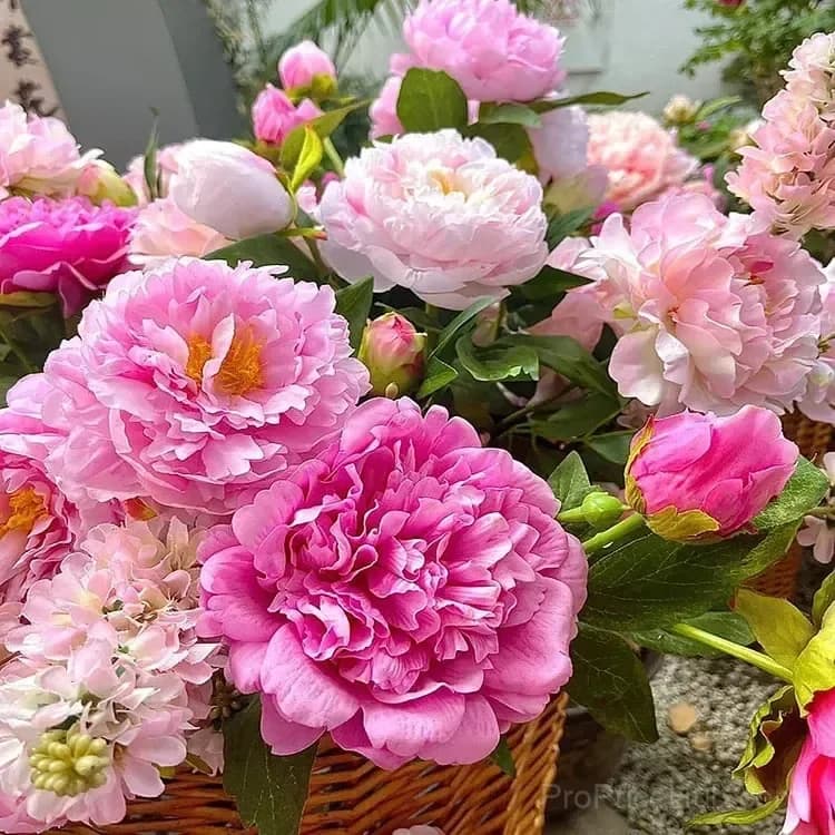 Double Petaled Piani Queen of Flowers Seeds - View 12