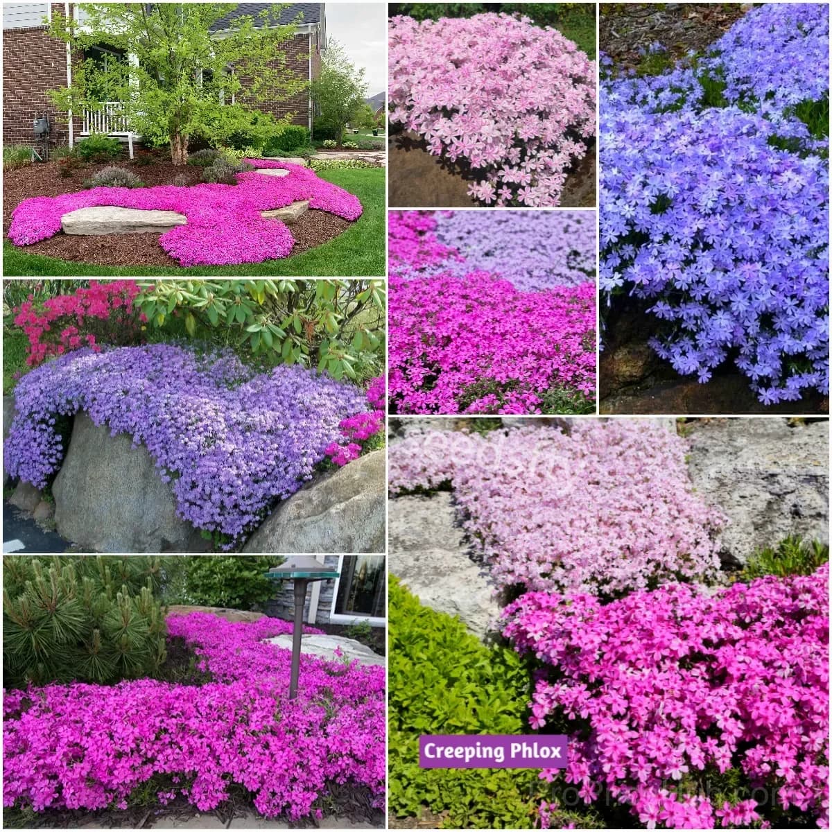 Creeping Phlox Seeds - Perennial Ground Cover with Vibrant Flowers - Main