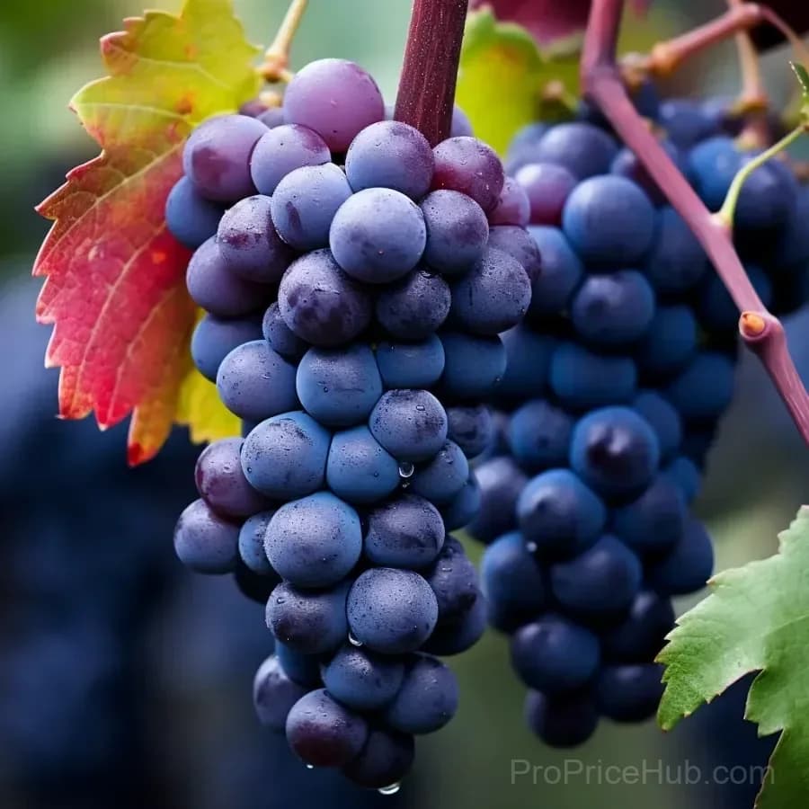 Giant Grape Tree Seeds, Thin-Skinned, Large & Seedless - 50 Count - Alt