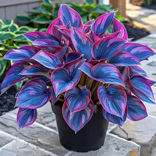 Premium Hosta Seeds for Shade Garden Planting - View 5