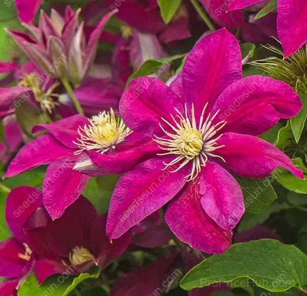 Clematis Flower Seeds - View 10