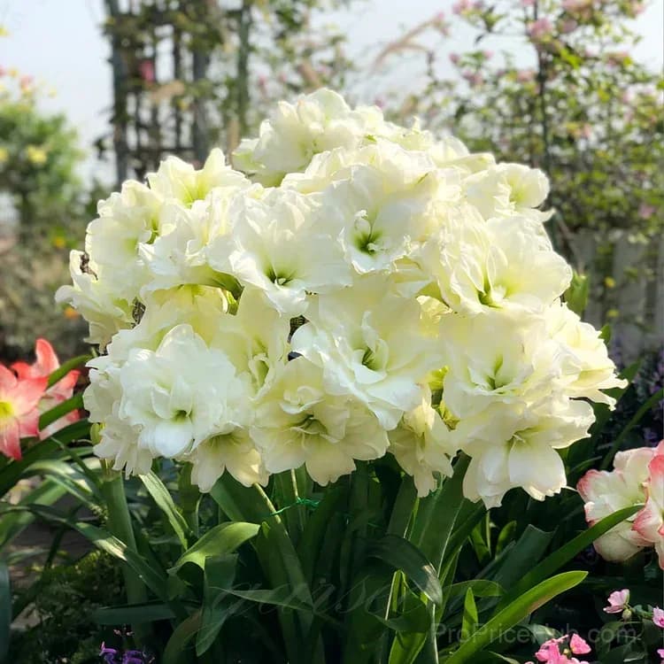 Double-Flowered Amaryllis Bulbs for Garden Planting - View 4