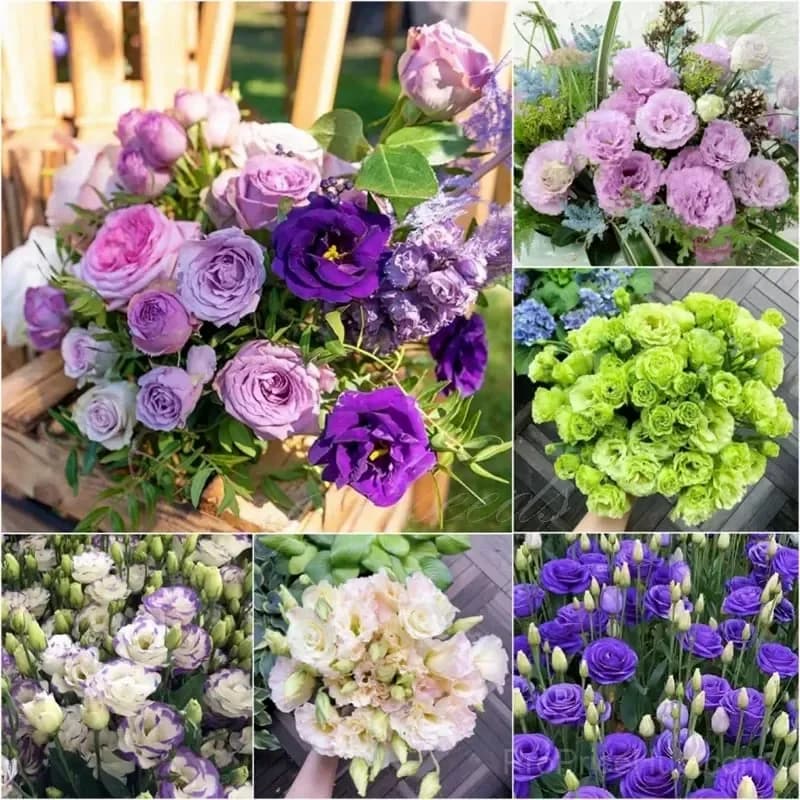 Eustoma Thornless Rose Lisianthus Seeds - 7 Day Germination - View 27