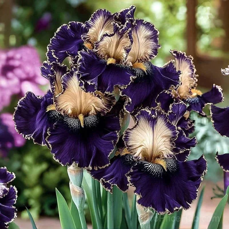 Signature Tall Bearded Iris – Premium Garden Bulbs - View 10