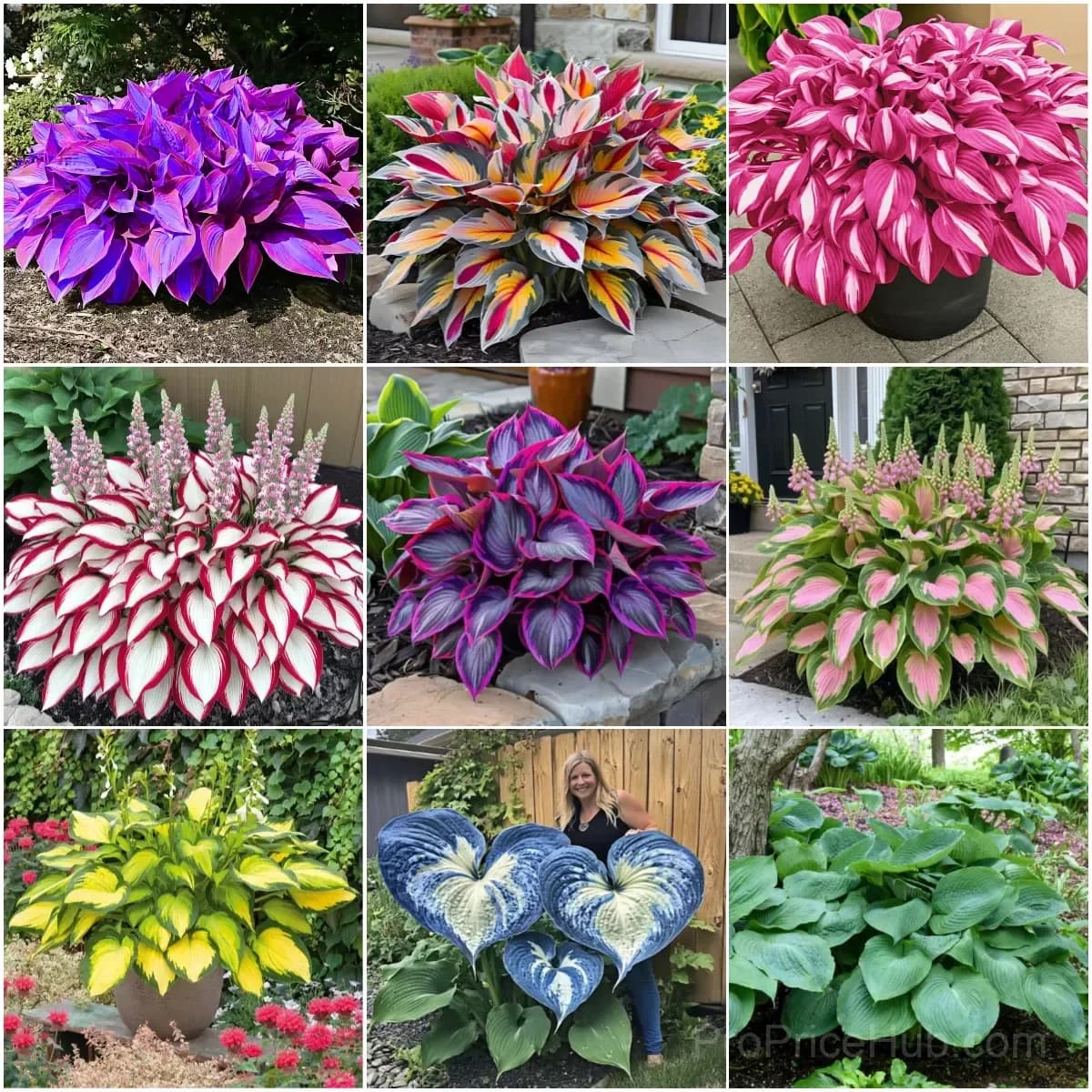 Premium Hosta Seeds for Lush Shade Gardens - Main