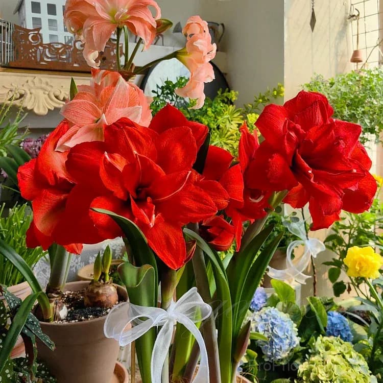 Double-Flowered Amaryllis Bulbs for Garden Planting - View 9