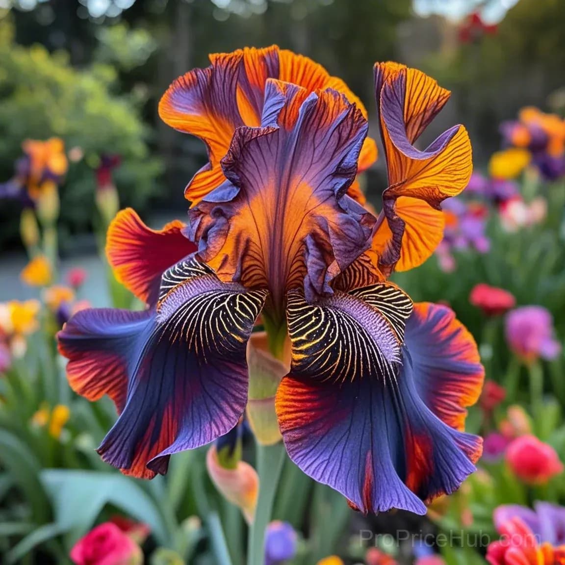 Signature Tall Bearded Iris – Premium Garden Bulbs - View 12