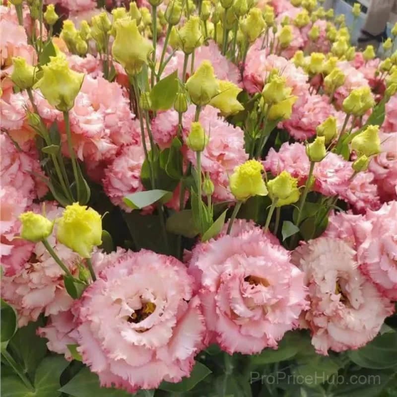 Eustoma Thornless Rose Lisianthus Seeds - 7 Day Germination - View 31