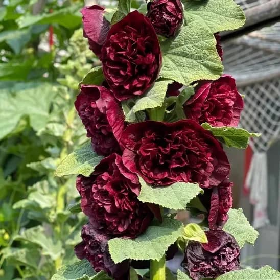 Rare Double Hollyhock Seeds - View 4